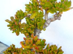 Crassula portulacea var. cristata