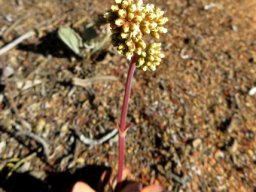 Crassula pubescens subsp. pubescens small plant, many flowers