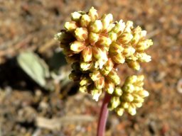 Crassula pubescens subsp. pubescens inflorescence