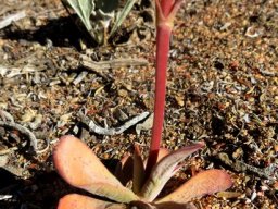 Crassula pubescens subsp. pubescens stem-base