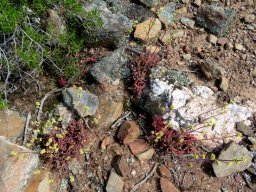 Crassula pubescens subsp. pubescens leaves and flowers