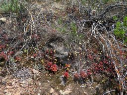 Crassula pubescens subsp. pubescens