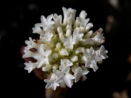 Crassula pyramidalis broad, incurving petals