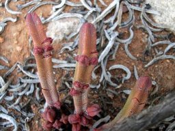 Crassula pyramidalis branching spree