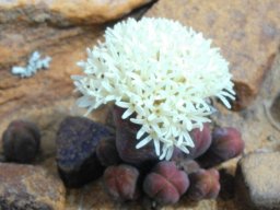 Crassula pyramidalis flowers