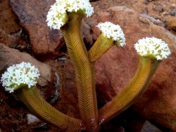Crassula pyramidalis stems