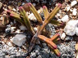 Crassula pyramidalis purple tips