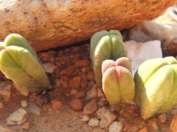 Crassula pyramidalis