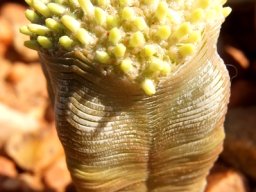Crassula pyramidalis buds