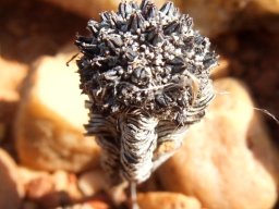 Crassula pyramidalis, the dead holding the seed