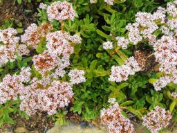 Crassula rubricaulis