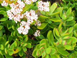 Crassula cultrata flowers and leaves