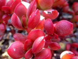 Crassula rubricaulis attracting attention without flowers