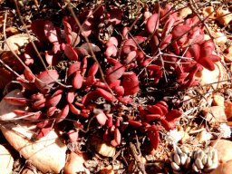 Crassula rubricaulis painted by sunlight