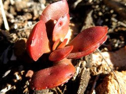 Crassula rubricaulis browned by the sun