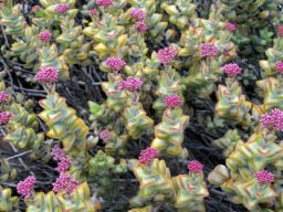 Crassula rupestris offering much