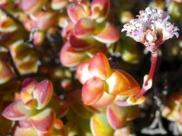 Crassula rupestris colourful leaf tips
