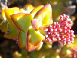 Crassula rupestris buds