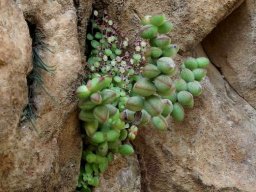 Crassula rupestris small leaves