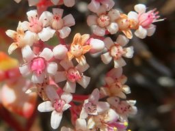Crassula rupestris later floral stages