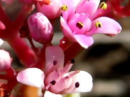 Crassula rupestris flowering stages