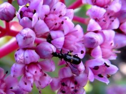 Crassula rupestris visitor at a closed door