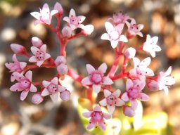Crassula rupestris flowers