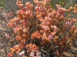 Crassula rupestris old shrub