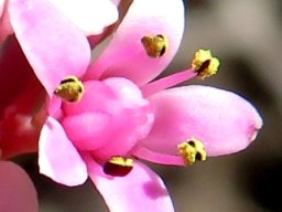 Crassula rupestris flower