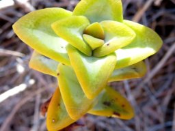Crassula rupestris stem-tip leaves