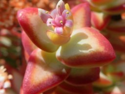 Crassula