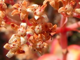 Crassula rupestris near fruit stage