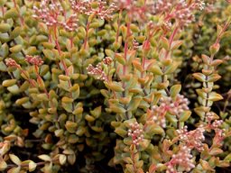 Crassula rupestris numerous young stems