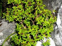 Crassula sarcocaulis subsp. sarcocaulis, the bonsaiplakkie