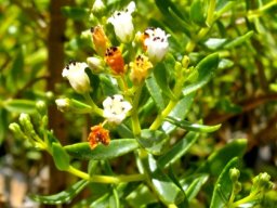 Crassula sarcocaulis subsp. sarcocaulis flowers