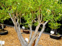 Crassula sarcocaulis bonsai at Stellenbosch University Botanical Garden