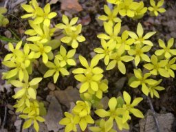 Crassula sebaeoides
