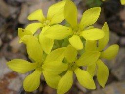 Crassula sebaeoides flowers