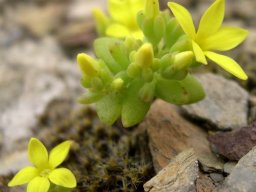 Crassula sebaeoides leaves