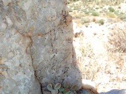 Crassula sericea var. sericea on the rocks