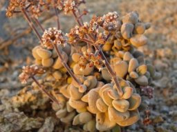 Crassula sericea var. sericea stem-tip inflorescences