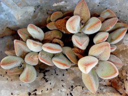 Crassula sericea var. sericea