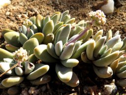 Crassula sericea var. sericea flowering