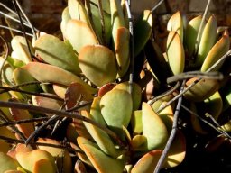 Crassula sericea var. velutina leaves