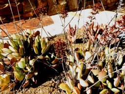 Crassula sericea var. velutina