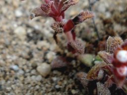 Crassula setulosa flowers and hairy leaves