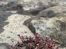 Crassula setulosa on the rocks
