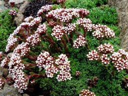 Crassula setulosa var. longiciliata