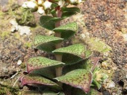 Crassula setulosa var. setulosa forma setulosa