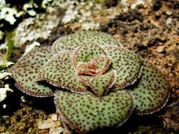 Crassula setulosa var. setulosa forma setulosa